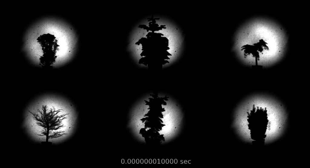 The Temporal Forest: Exploring Time Through Light and Quantum Technology - quantA : Quantum Science Austria